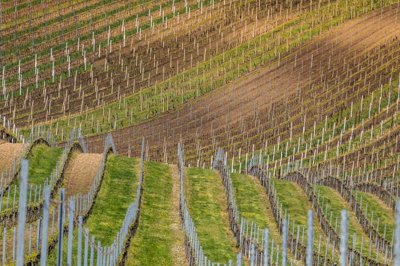 Vinný sklep Vinoza Velké Bílovice Velke Bilovice Exterior foto